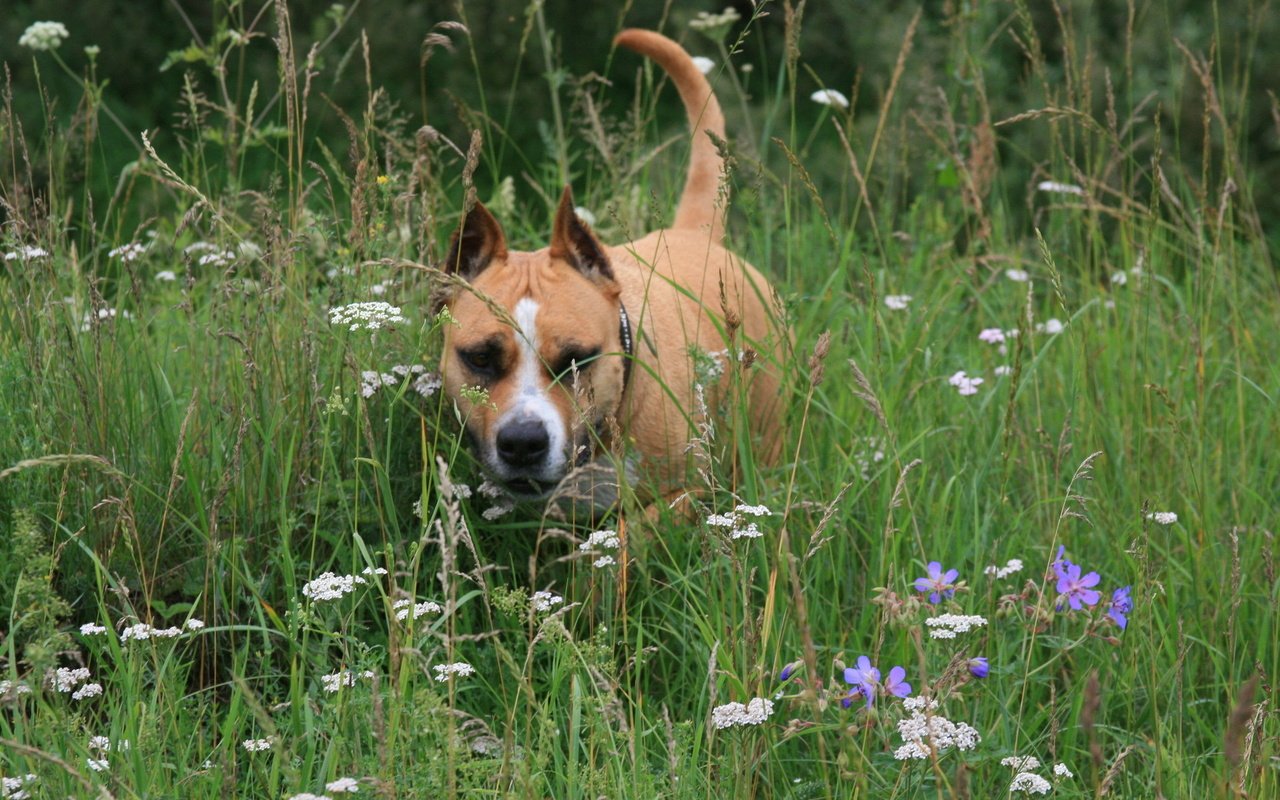 Обои цветы, трава, собака, друг, flowers, grass, dog, each разрешение 1920x1280 Загрузить
