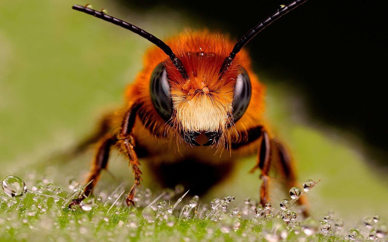 Обои насекомые, пчела, капельки росы, муровей, крупным планом, insects, bee, drops of dew, moores, closeup разрешение 1920x1200 Загрузить