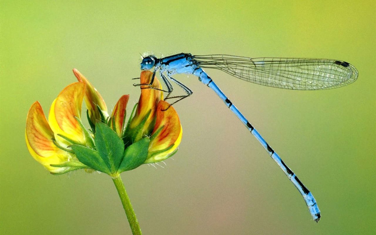 Обои цветок, крылья, насекомые, стрекоза, макро картинка, крупным планом, flower, wings, insects, dragonfly, macro picture, closeup разрешение 1920x1200 Загрузить