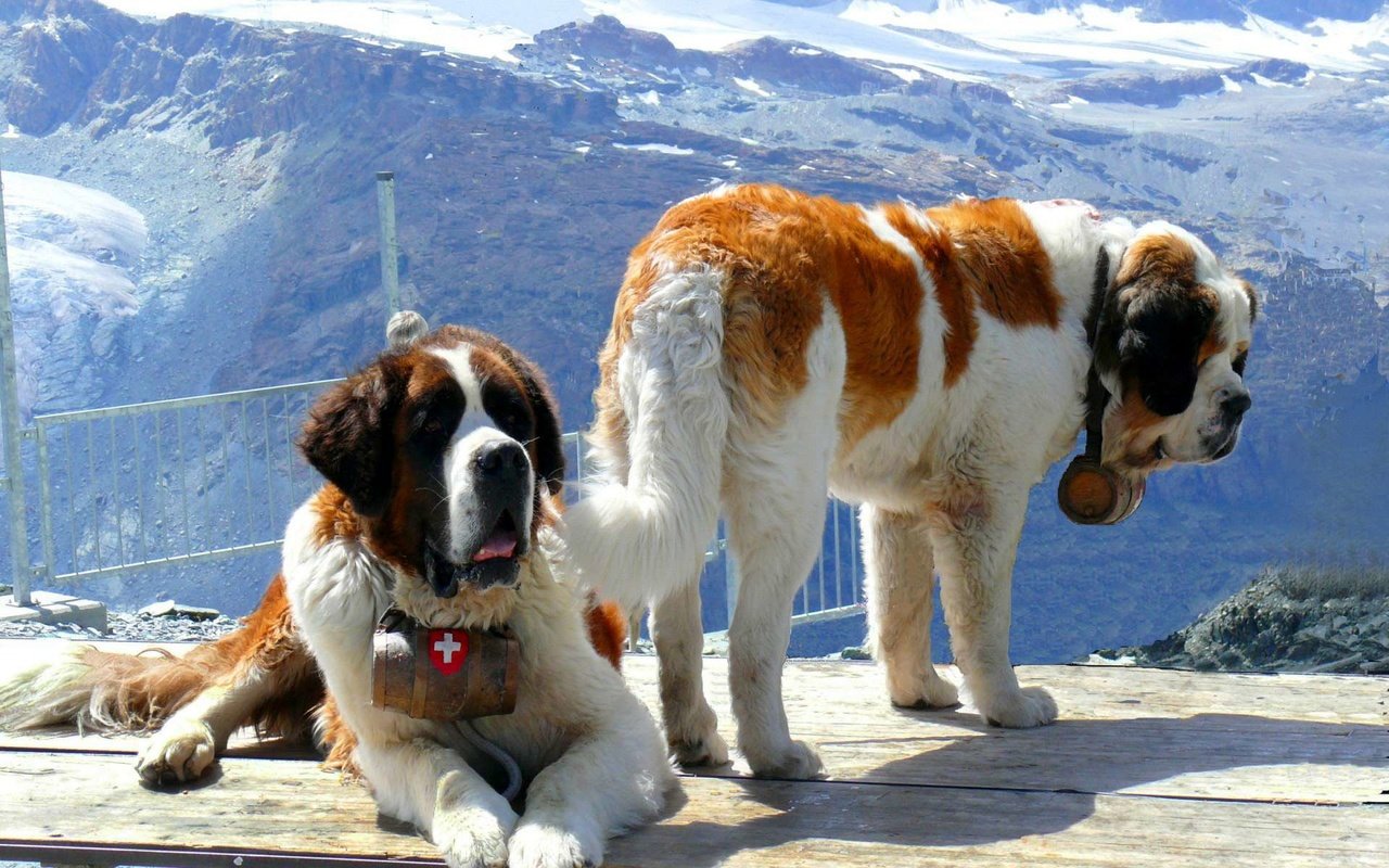 Обои горы, снег, спасатели, собаки, две, сенбернар, mountains, snow, rescuers, dogs, two, st. bernard разрешение 1920x1200 Загрузить