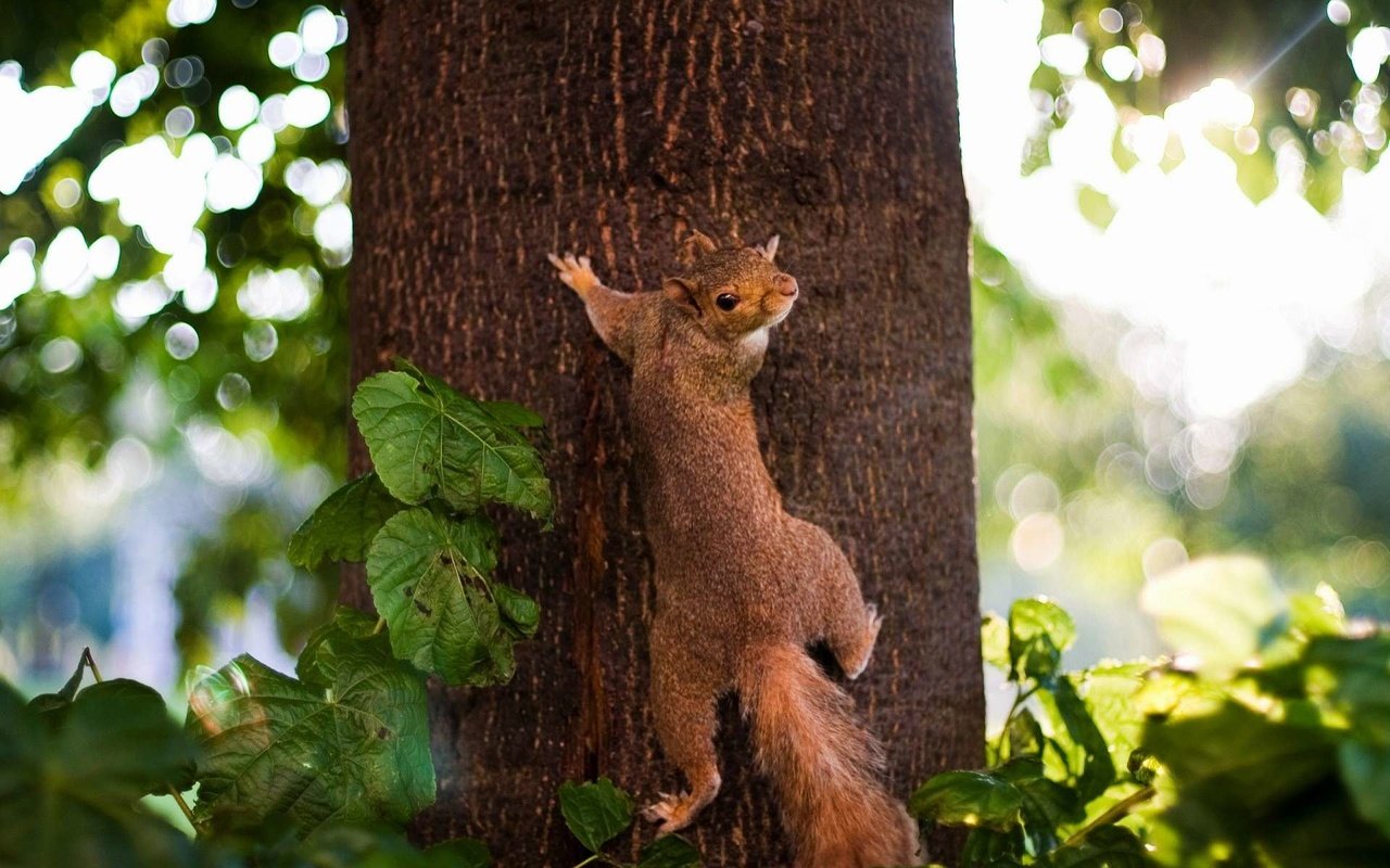 Обои дерево, листья, животное, ствол, белка, зверек, белочка, грызун, tree, leaves, animal, trunk, protein, squirrel, rodent разрешение 1920x1200 Загрузить