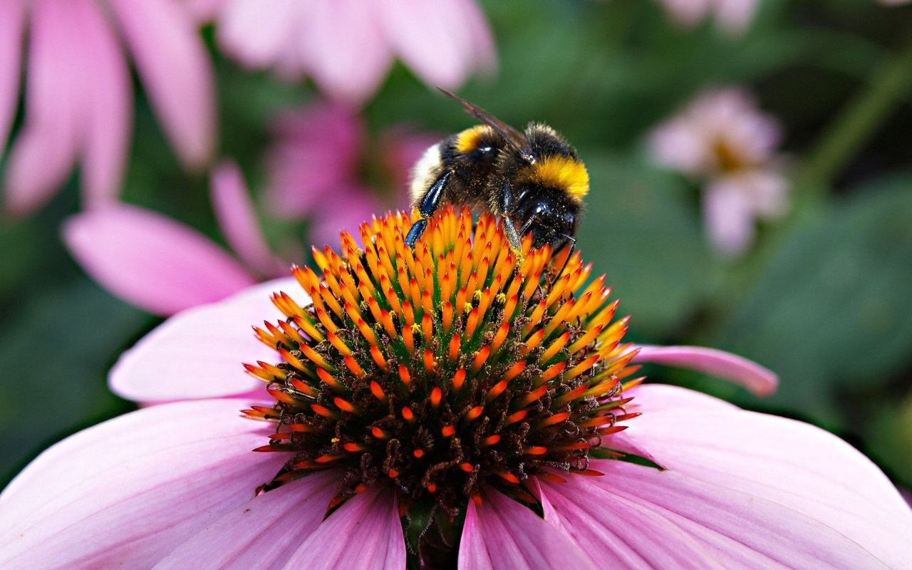 Обои природа, шмель на цветке, макро, насекомое, цветок, пчела, пыльца, шмель, эхинацея, nature, bumblebee on a flower, macro, insect, flower, bee, pollen, bumblebee, echinacea разрешение 1920x1200 Загрузить