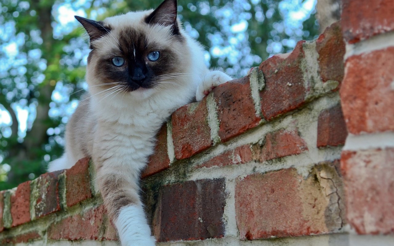 Обои глаза, кот, кошка, взгляд, забор, кирпичи, сиамский, eyes, cat, look, the fence, bricks, siamese разрешение 1920x1200 Загрузить