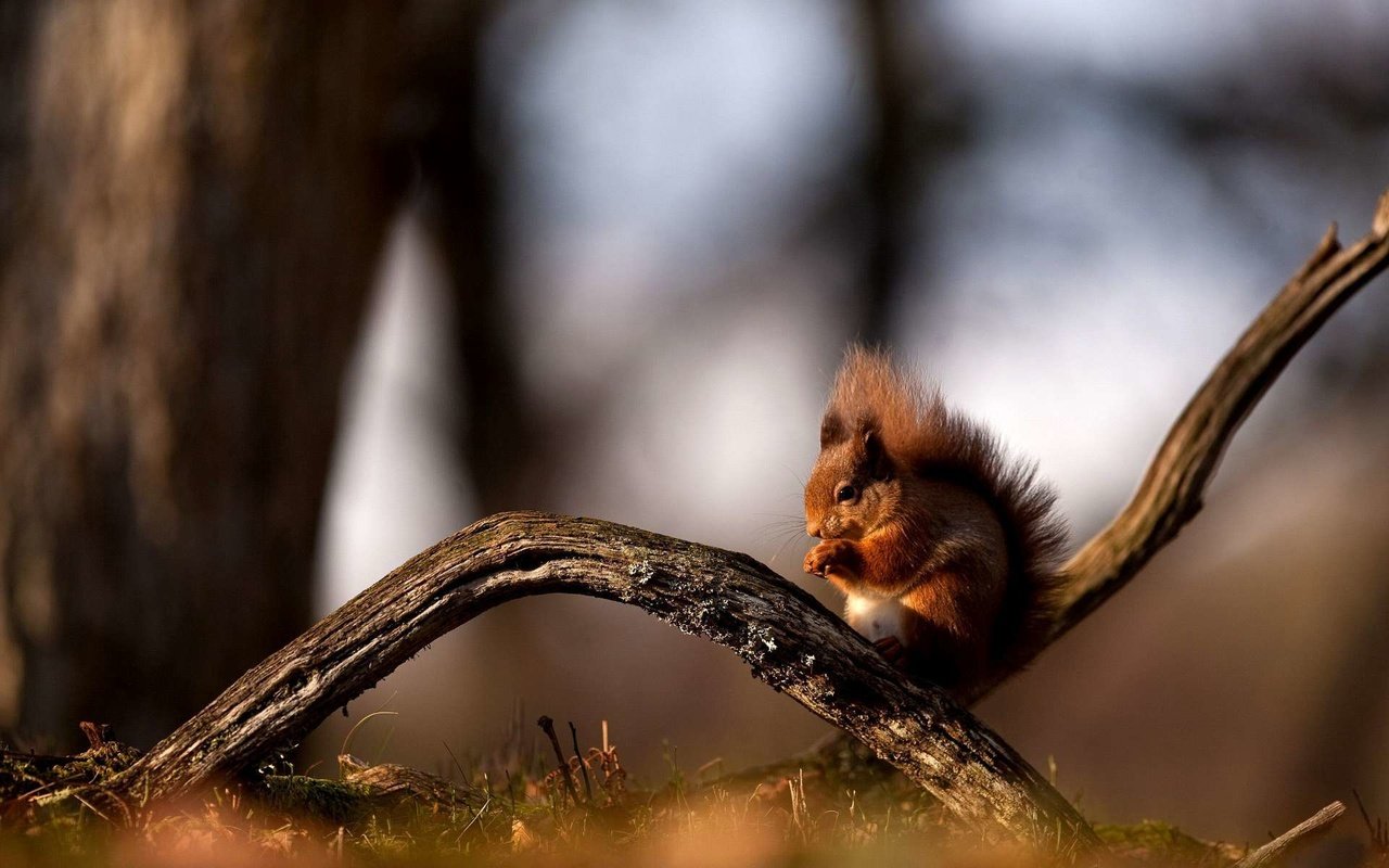 Обои ветка, лес, рыжая, сидит, ствол, белка, белочка, branch, forest, red, sitting, trunk, protein, squirrel разрешение 1920x1200 Загрузить