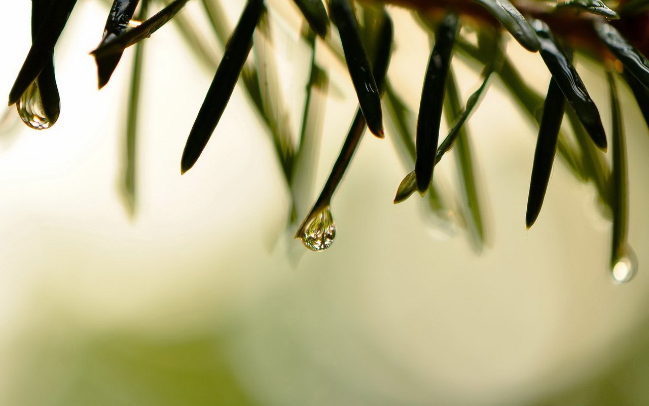 Обои трава, природа, макро, роса, капли, grass, nature, macro, rosa, drops разрешение 1920x1200 Загрузить