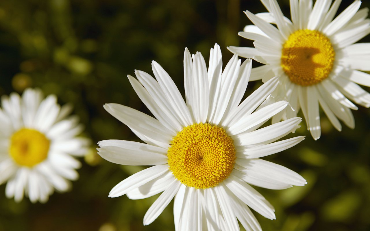 Обои цветы, природа, лепестки, ромашки, белые, flowers, nature, petals, chamomile, white разрешение 5411x3600 Загрузить