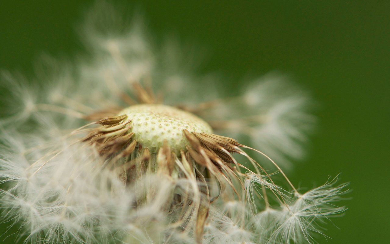 Обои макро, фон, цветок, одуванчик, пушинки, macro, background, flower, dandelion, fuzzes разрешение 1920x1200 Загрузить