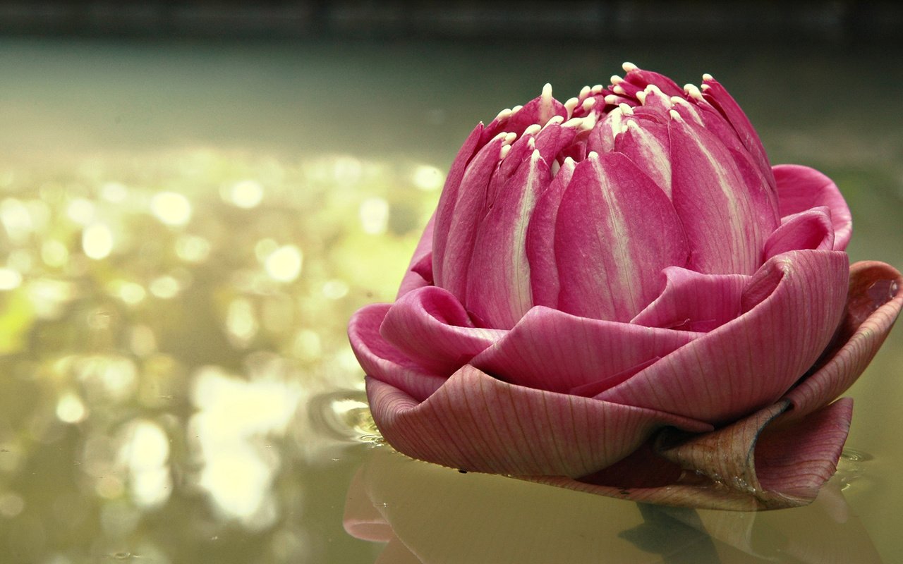 Обои вода, цветок, блики, лотос, розовый, water, flower, glare, lotus, pink разрешение 1920x1080 Загрузить