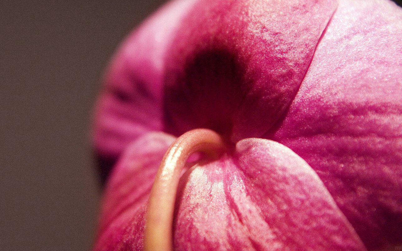 Обои цветок, бутон, розовый, стебель, крупным планом, flower, bud, pink, stem, closeup разрешение 1920x1080 Загрузить