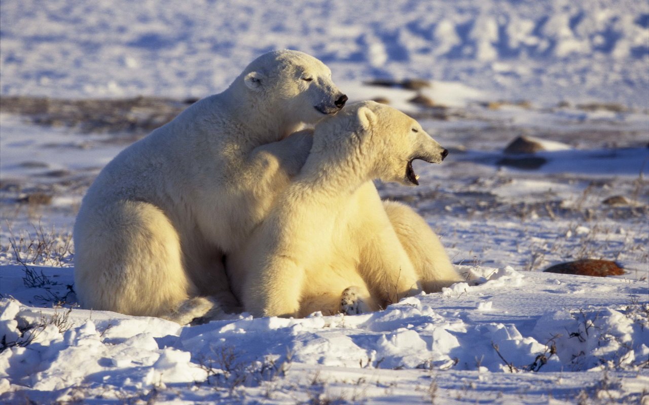 Обои снег, белые, медведи, арктика, snow, white, bears, arctic разрешение 2560x1694 Загрузить