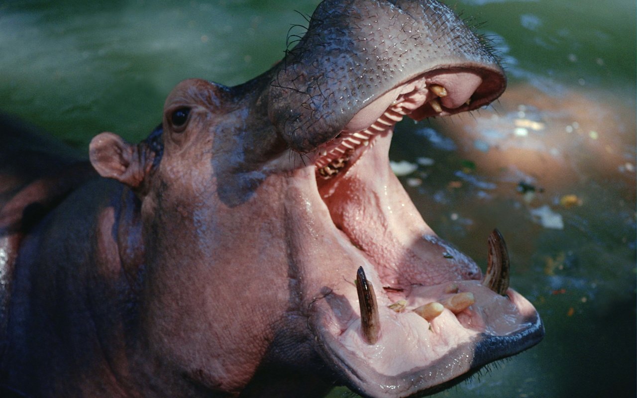 Обои вода, зубы, пасть, бегемот, гиппопотам, water, teeth, mouth, hippo разрешение 3072x2048 Загрузить