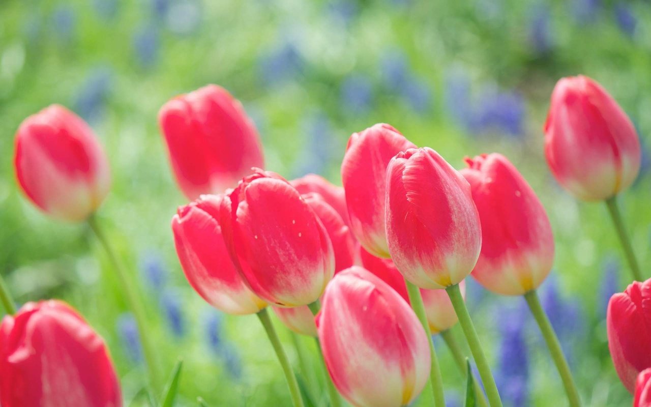 Обои цветы, природа, бутоны, весна, тюльпаны, яркие, flowers, nature, buds, spring, tulips, bright разрешение 1920x1200 Загрузить