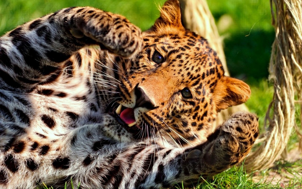 Обои глаза, усы, взгляд, леопард, хищник, большая кошка, eyes, mustache, look, leopard, predator, big cat разрешение 2000x1333 Загрузить