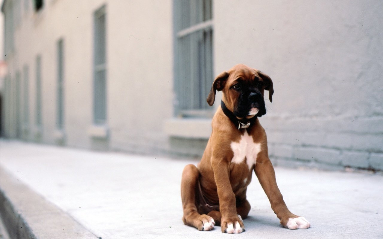 Обои собака, улица, щенок, друг, боксер, dog, street, puppy, each, boxer разрешение 2560x1600 Загрузить