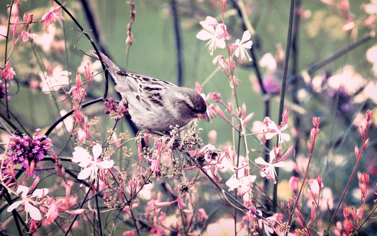 Обои цветы, ветки, птица, воробей, flowers, branches, bird, sparrow разрешение 1920x1067 Загрузить