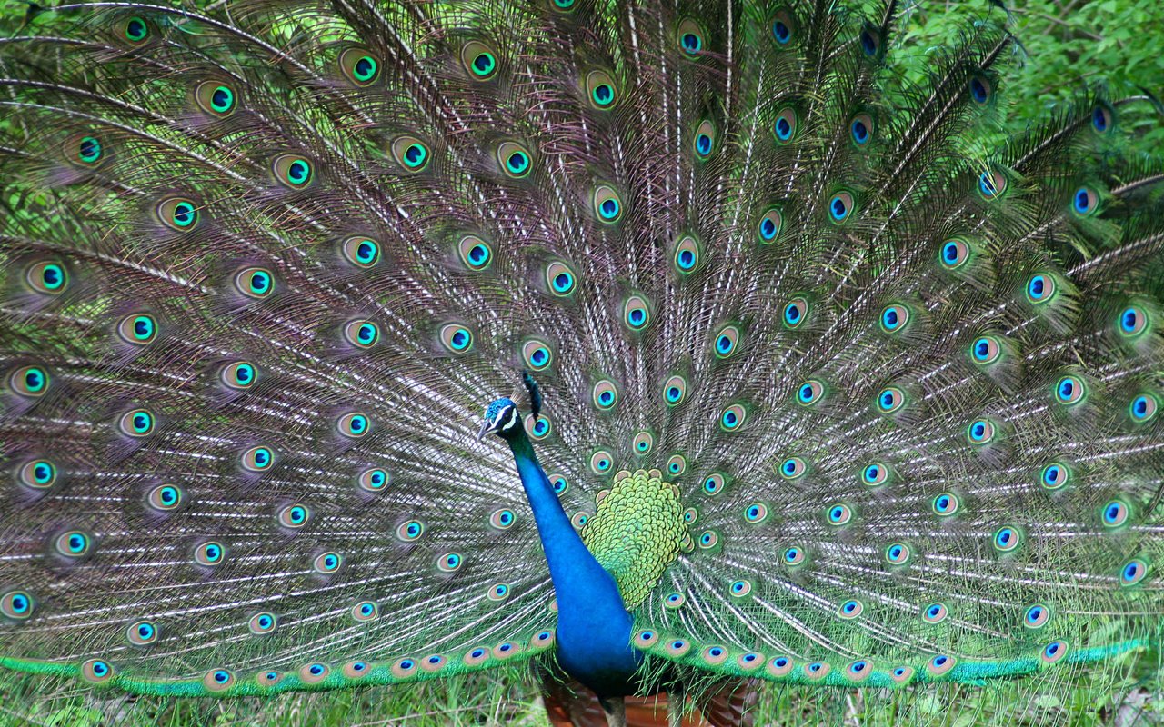 Обои птица, павлин, перья, красивый, хвост, bird, peacock, feathers, beautiful, tail разрешение 1920x1200 Загрузить