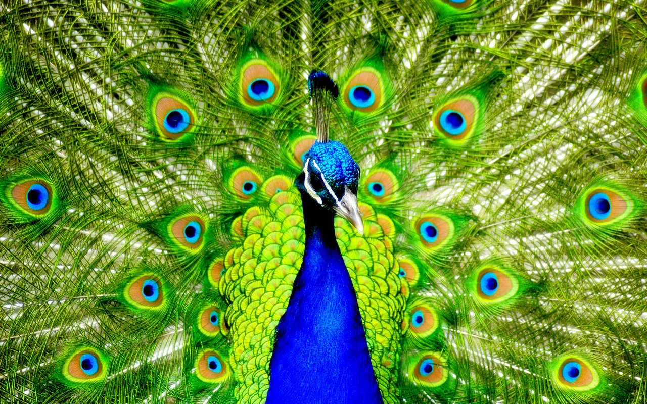 Обои птицы, павлин, перья, красивый, хвост, birds, peacock, feathers, beautiful, tail разрешение 1920x1280 Загрузить