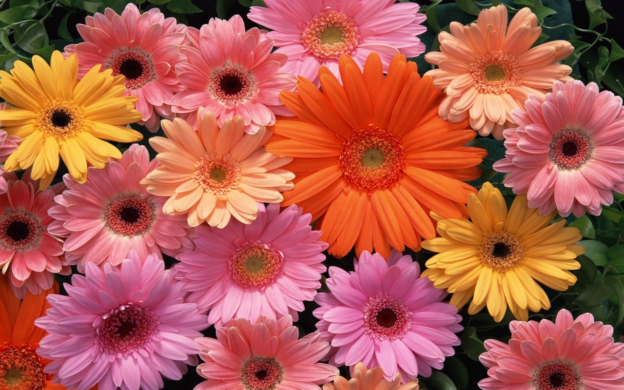 Обои цветы, разноцветные, герберы, flowers, colorful, gerbera разрешение 2560x1600 Загрузить