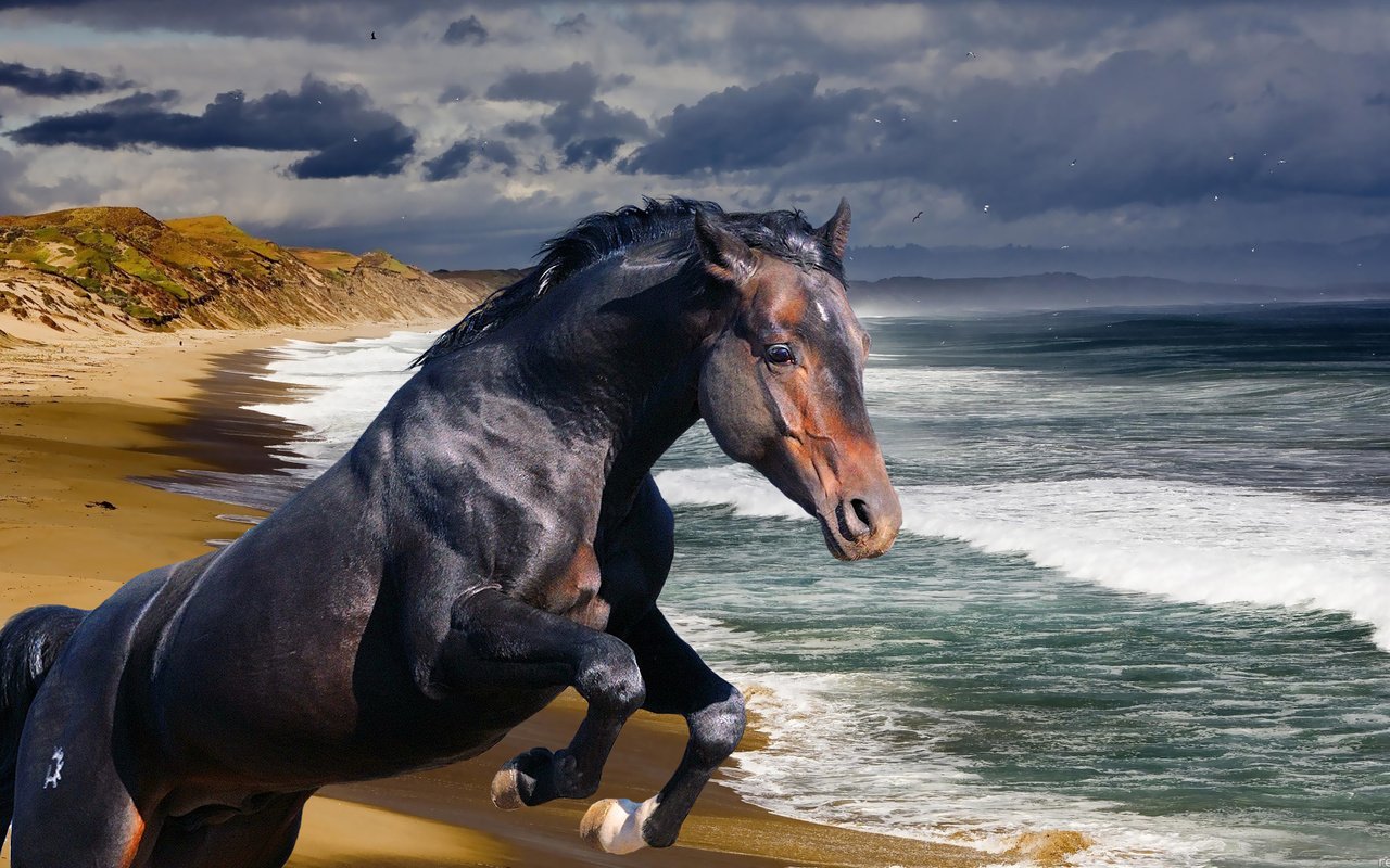 Обои лошадь, берег, волны, море, океан, конь, жеребец, horse, shore, wave, sea, the ocean, stallion разрешение 1920x1080 Загрузить