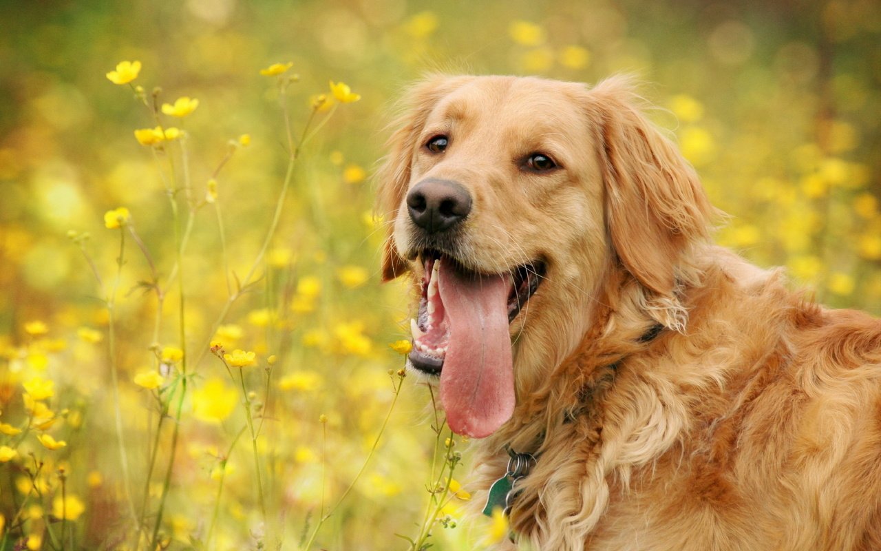 Обои морда, цветы, лето, собака, полевые, золотистый ретривер, face, flowers, summer, dog, field, golden retriever разрешение 1920x1200 Загрузить