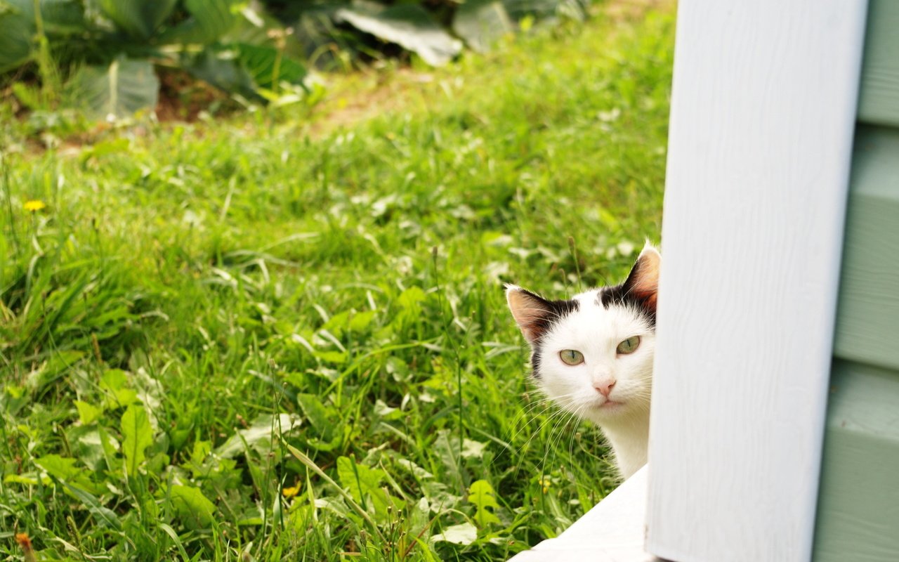 Обои кот, лето, кошка, взгляд, травка, огород, из-за угла, cat, summer, look, weed, the garden, from the corner разрешение 1920x1200 Загрузить