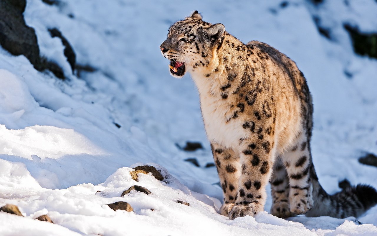 Обои горы, снег, камни, хищник, снежный барс, ирбис, барс, mountains, snow, stones, predator, snow leopard, irbis, bars разрешение 1920x1200 Загрузить