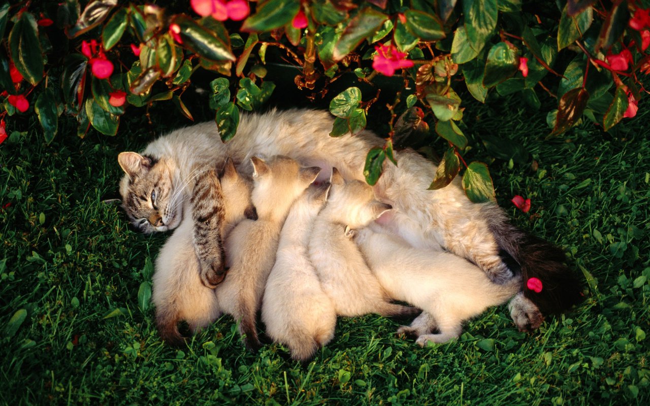 Обои цветы, трава, лето, кошка, котята, кормление, flowers, grass, summer, cat, kittens, feeding разрешение 1920x1200 Загрузить