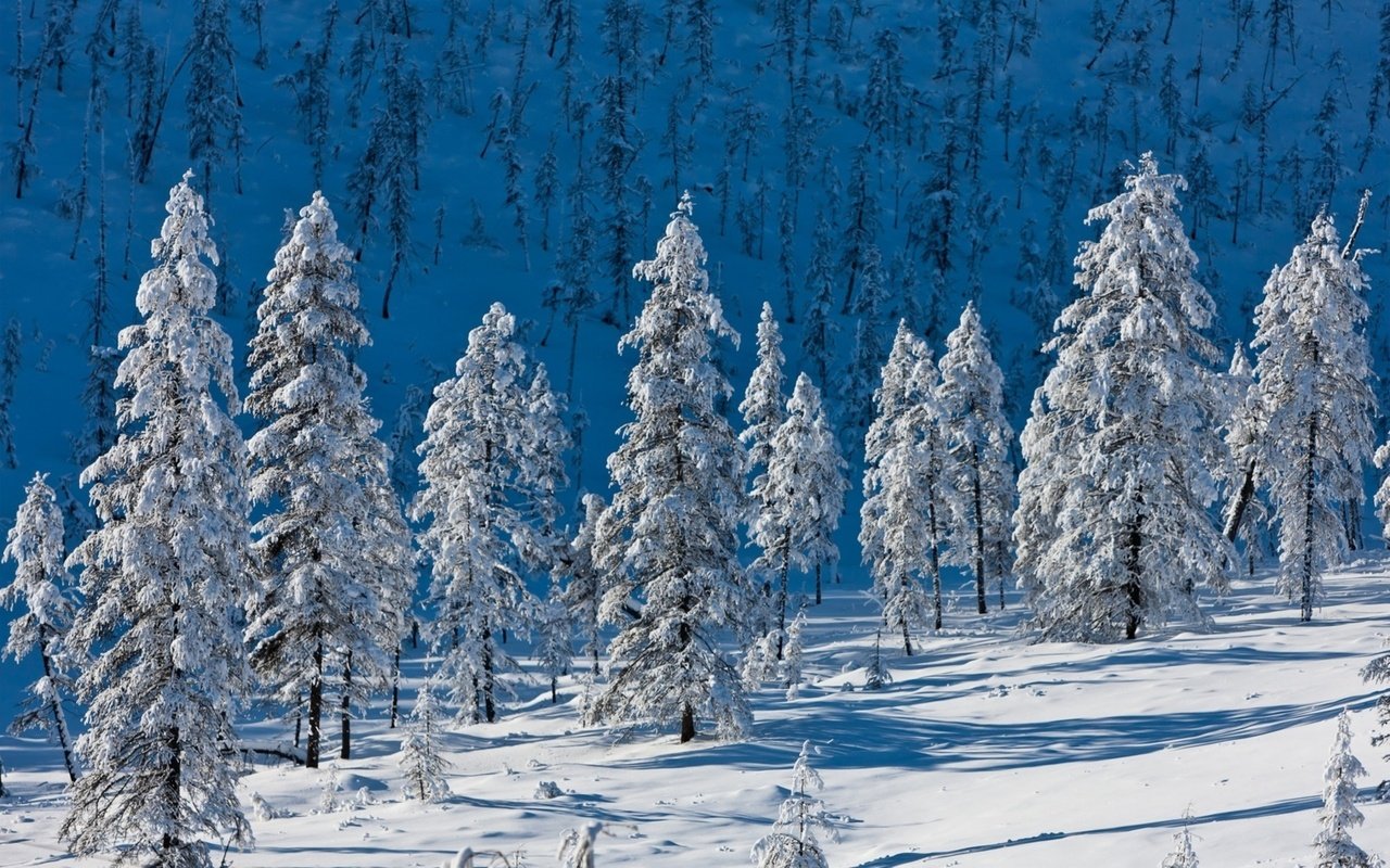 Обои деревья, горы, снег, природа, лес, зима, ели, trees, mountains, snow, nature, forest, winter, ate разрешение 1920x1200 Загрузить