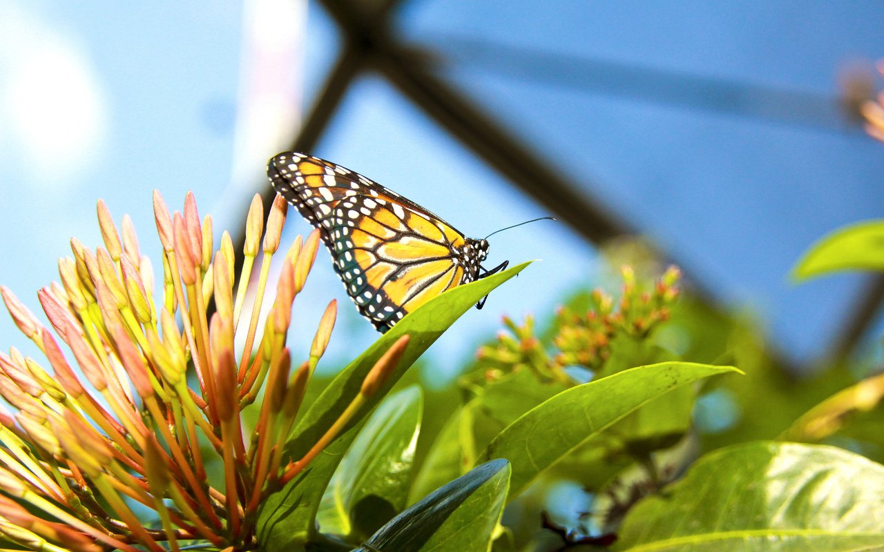 Обои насекомое, цветок, лето, листок, бабочка, растение, insect, flower, summer, leaf, butterfly, plant разрешение 2560x1600 Загрузить