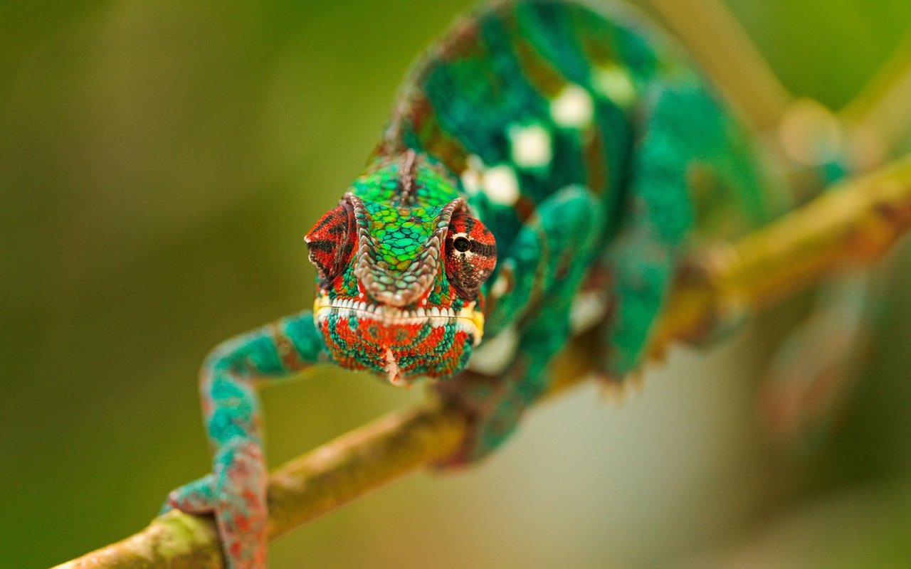 Обои глаза, ветка, макро, разноцветный, ящерица, хамелеон, рептилия, eyes, branch, macro, colorful, lizard, chameleon, reptile разрешение 1920x1200 Загрузить