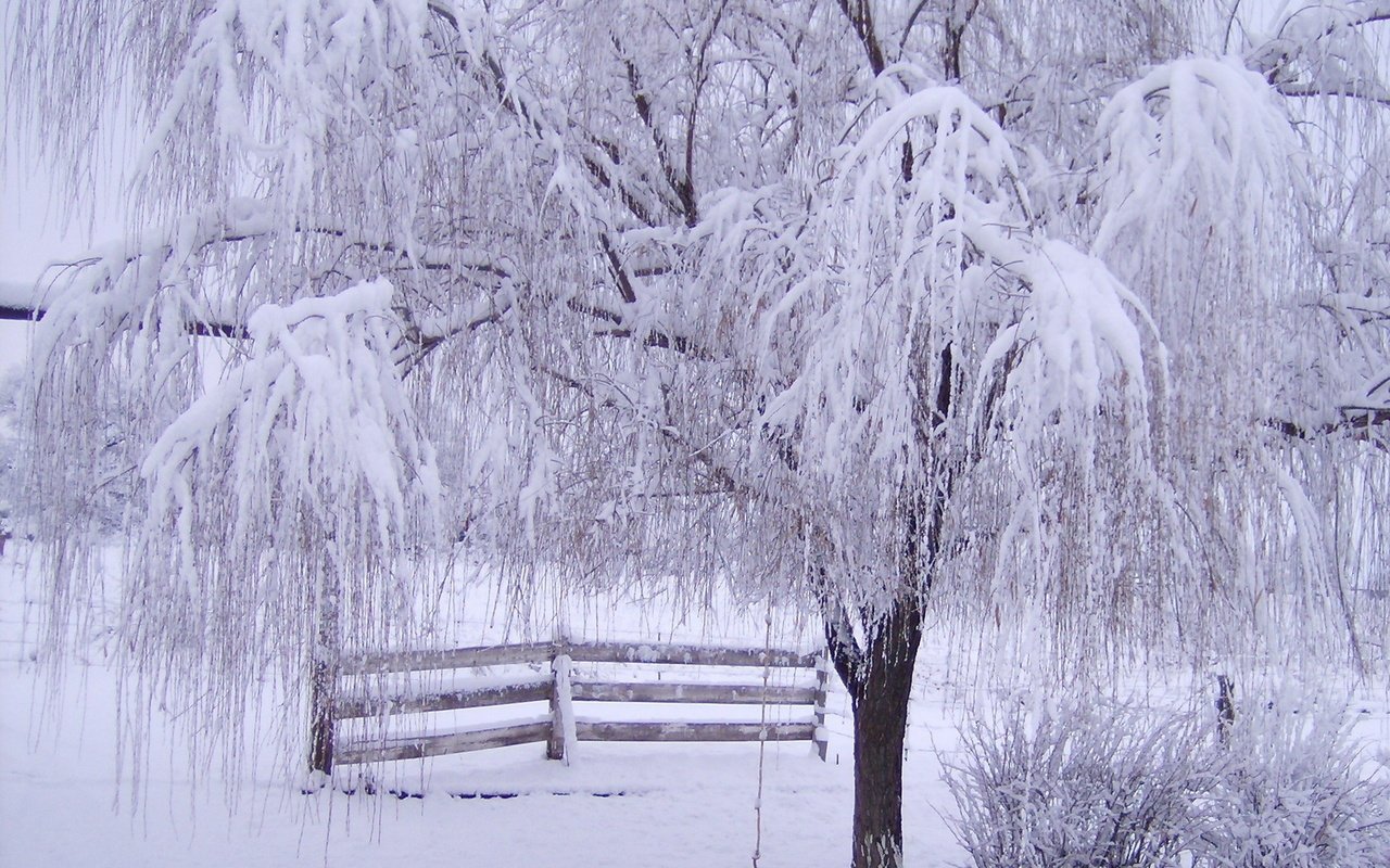 Обои снег, дерево, зима, ветки, мороз, иней, забор, зимний лес, snow, tree, winter, branches, frost, the fence, winter forest разрешение 1920x1200 Загрузить