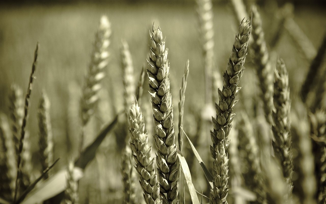 Обои макро, поле, колосья, пшеница, колоски, macro, field, ears, wheat, spikelets разрешение 1920x1200 Загрузить