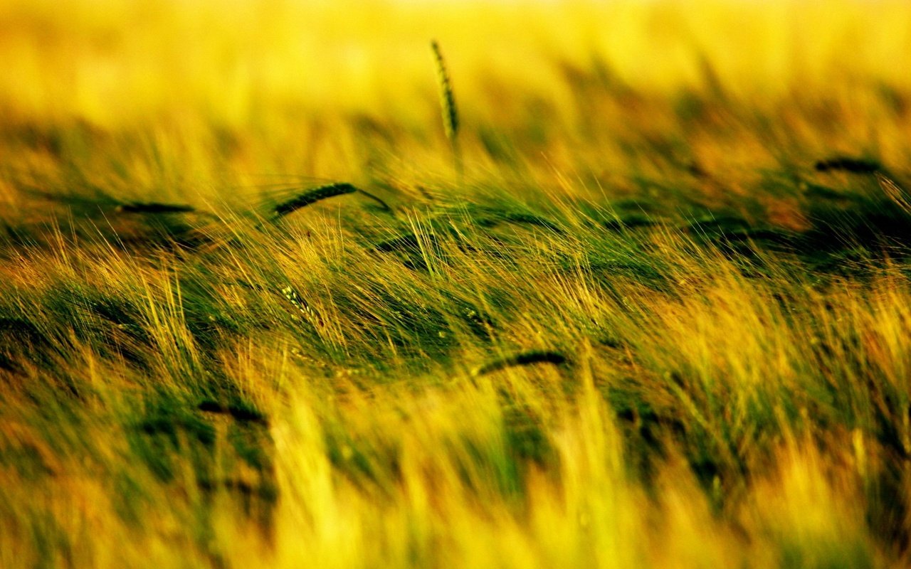 Обои трава, растения, поле, колоски, grass, plants, field, spikelets разрешение 1920x1440 Загрузить