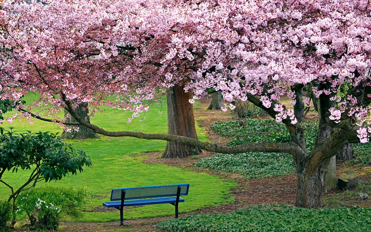 Обои деревья, природа, дорожка, весна, скамейка, сакура, цветущие, trees, nature, track, spring, bench, sakura, blooming разрешение 1920x1200 Загрузить