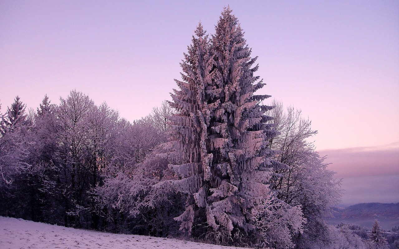 Обои деревья, ель, снег, зимний лес, природа, зима, фото, мороз, холод, сосны, trees, spruce, snow, winter forest, nature, winter, photo, frost, cold, pine разрешение 1920x1200 Загрузить