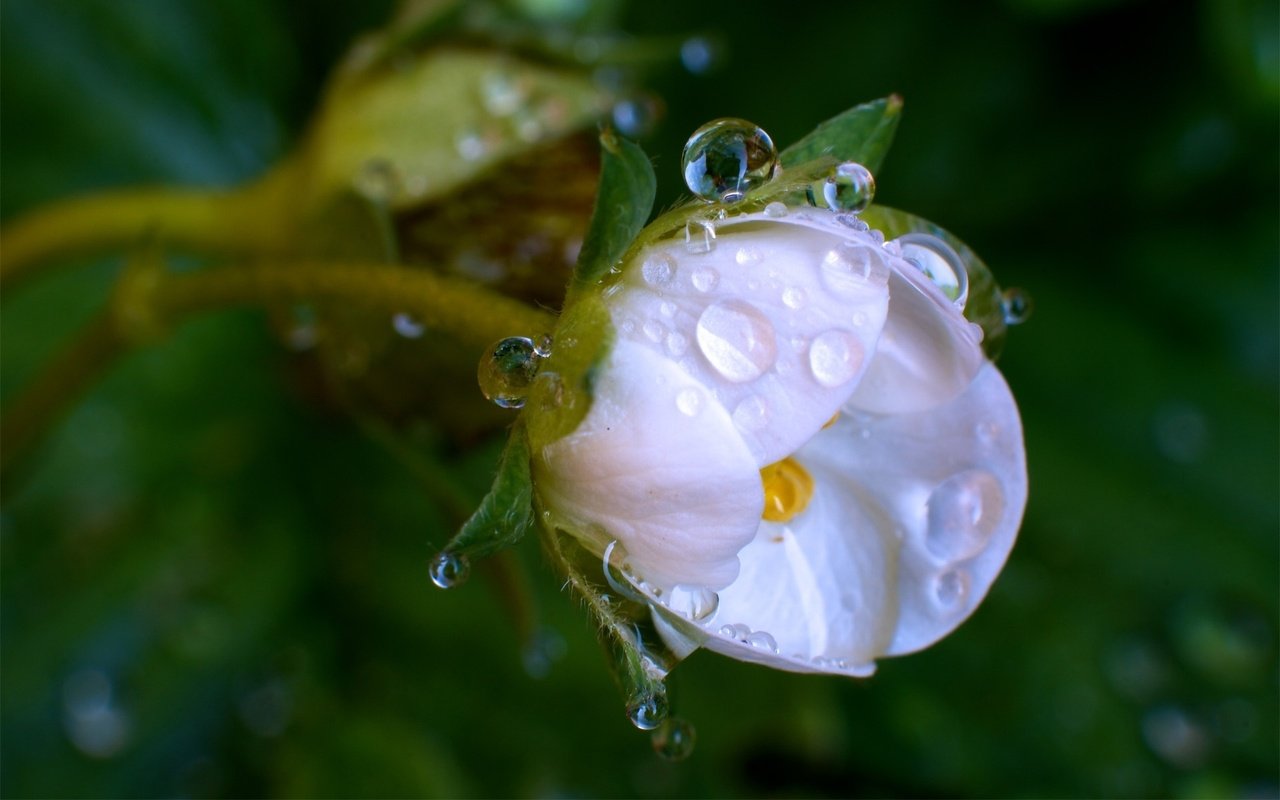 Обои цветение, макро, цветок, роса, капли, белый, весна, flowering, macro, flower, rosa, drops, white, spring разрешение 1920x1200 Загрузить