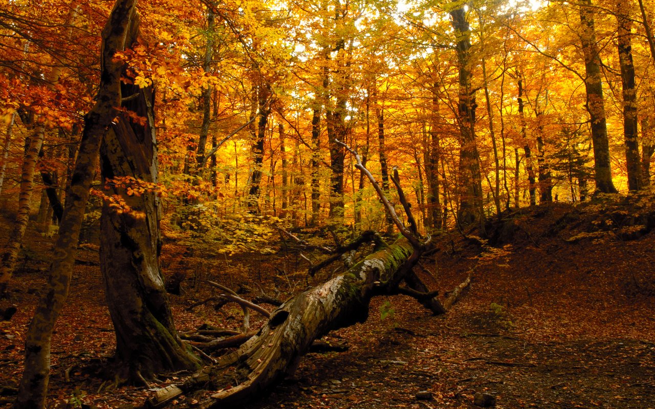 Обои природа, дерево, лес, осень, nature, tree, forest, autumn разрешение 1920x1280 Загрузить