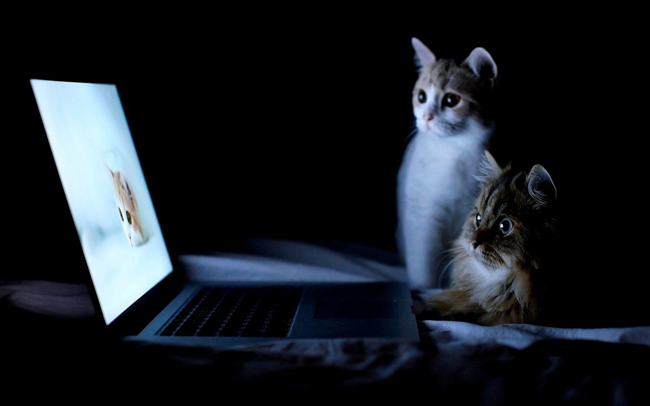 Обои ночь, кошки, ноутбук, night, cats, laptop разрешение 2000x1377 Загрузить