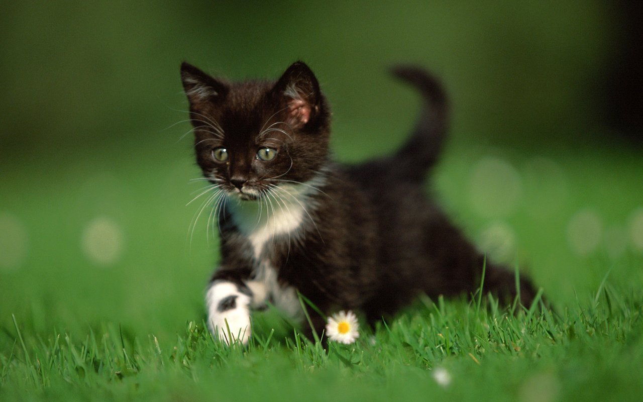 Обои трава, природа, кошка, котенок, ромашки, чёрно-белый, grass, nature, cat, kitty, chamomile, black and white разрешение 2560x1600 Загрузить