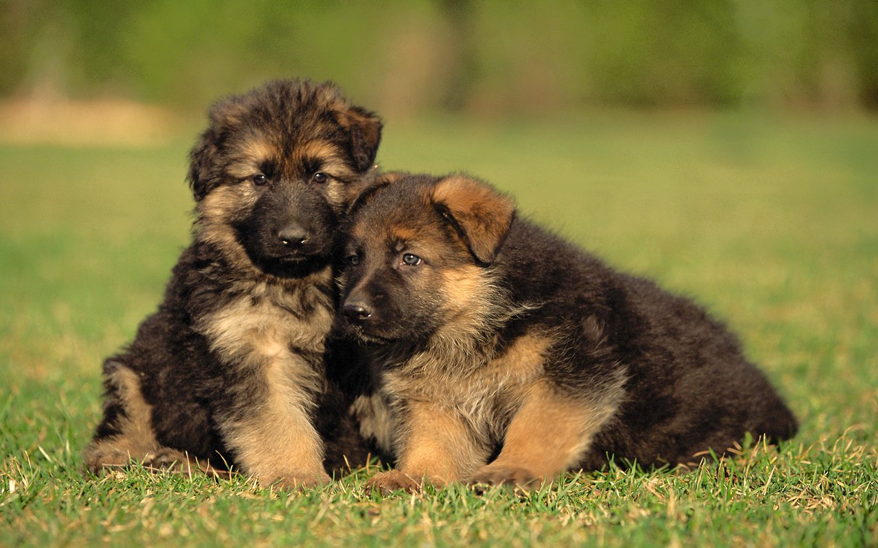 Обои трава, щенки, малыши, собаки, немецкая овчарка, grass, puppies, kids, dogs, german shepherd разрешение 2560x1600 Загрузить