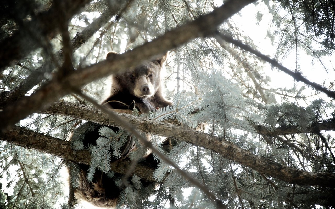 Обои природа, дерево, лес, хвоя, ветки, медведь, медвежонок, nature, tree, forest, needles, branches, bear разрешение 2560x1600 Загрузить