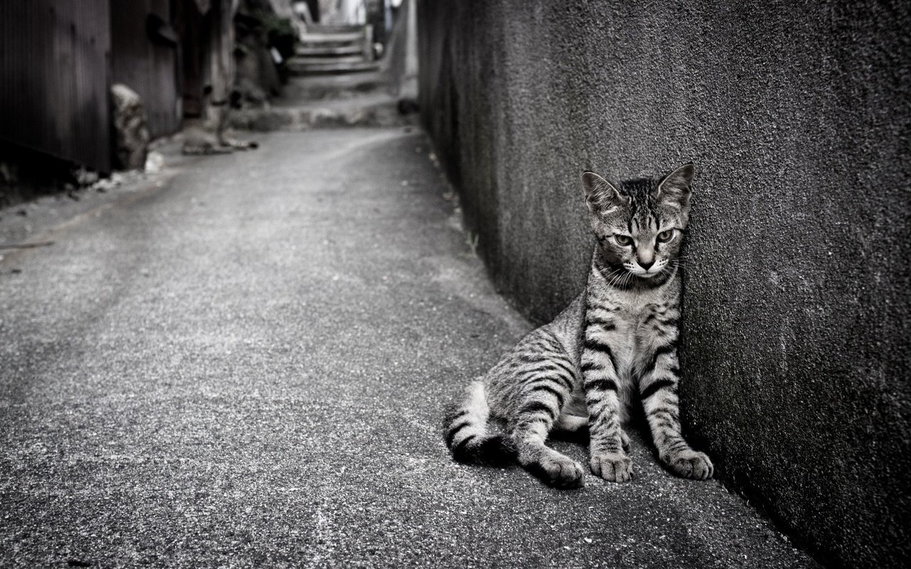 Обои кошка, одиночество, улица, кот.полосатый, cat, loneliness, street, cat.striped разрешение 2560x1600 Загрузить