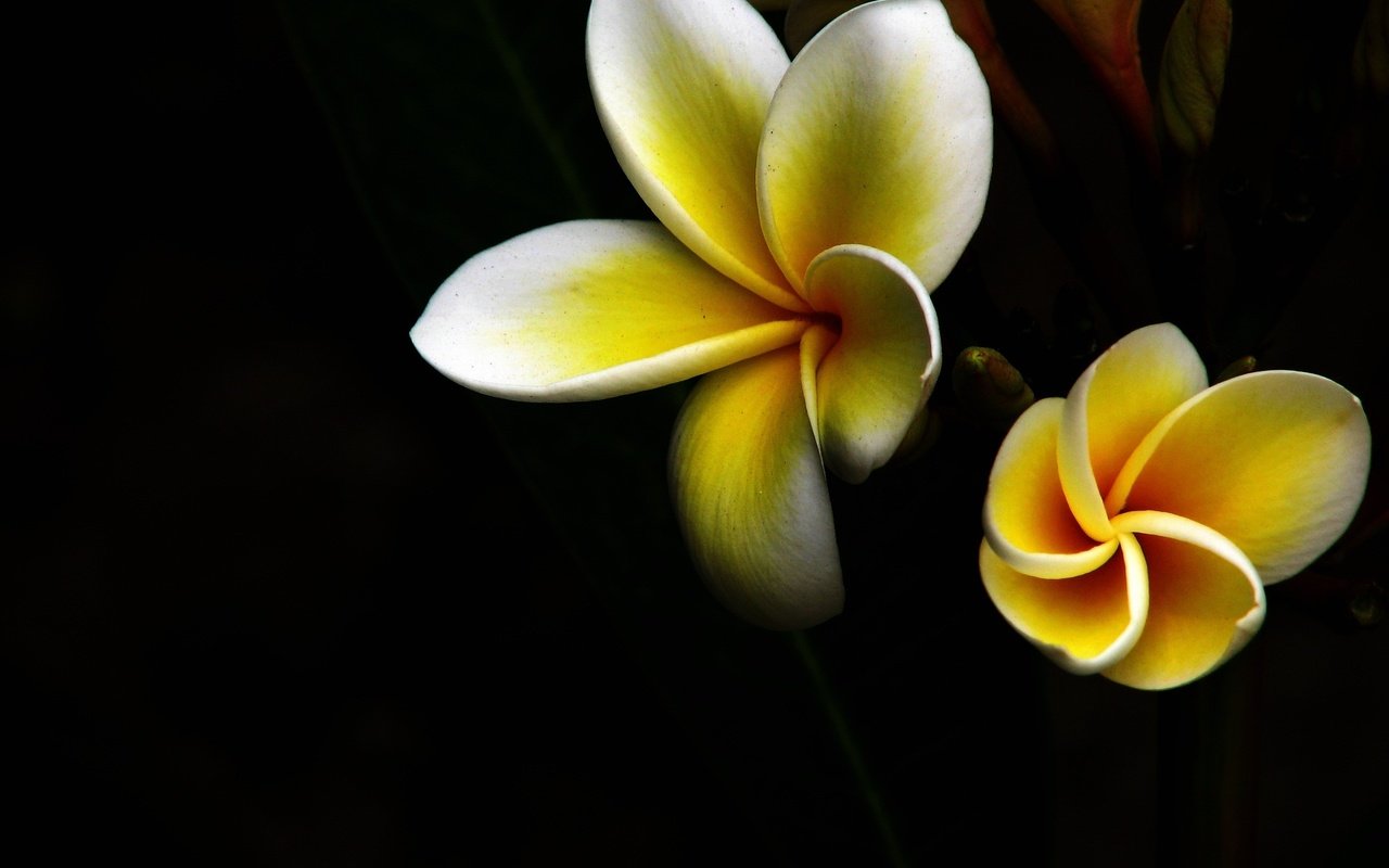 Обои макро, лепестки, бело-желтый, тропический цветок, macro, petals, white-yellow, tropical flower разрешение 2816x2112 Загрузить