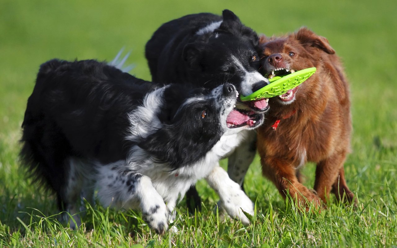 Обои трава, поле, игра, собаки, бордер-колли, конкуренция, grass, field, the game, dogs, the border collie, competition разрешение 2560x1600 Загрузить