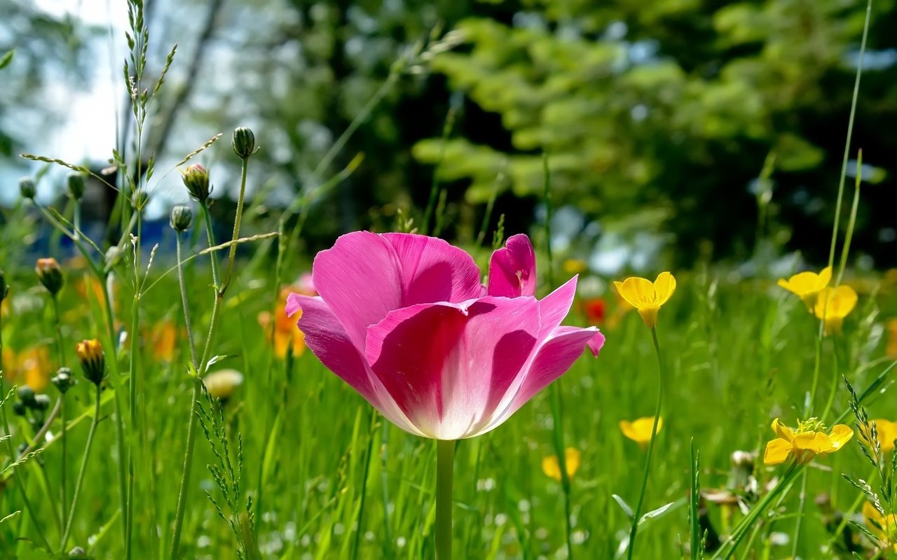 Обои трава, природа, лес, фокус камеры, поляна, розовый, тюльпан, grass, nature, forest, the focus of the camera, glade, pink, tulip разрешение 1920x1200 Загрузить