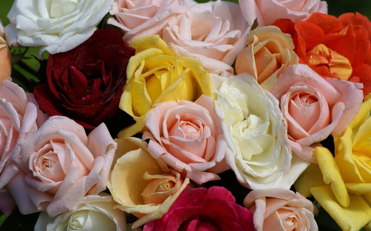 Обои розы, букет, разные, roses, bouquet, different разрешение 1920x1200 Загрузить