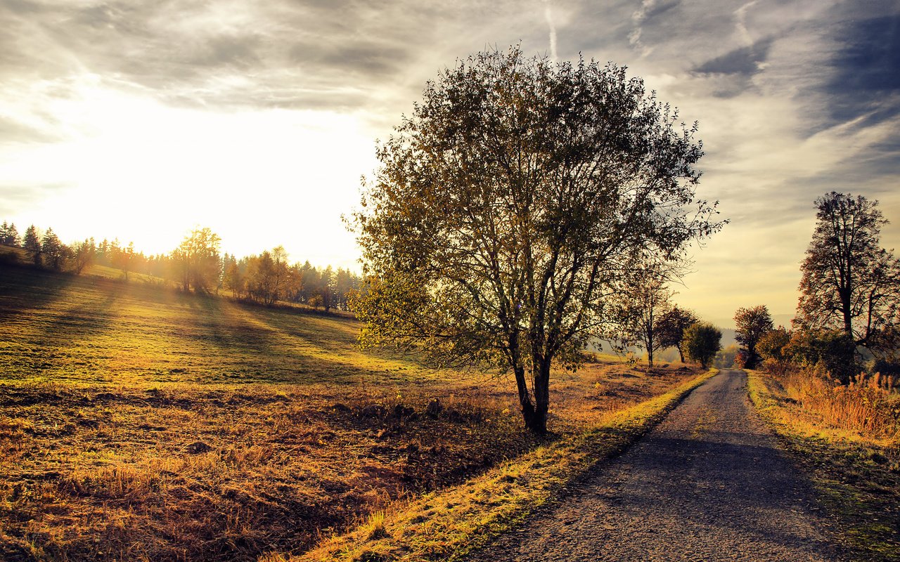 Обои дорога, природа, дерево, закат, пейзаж, осень, road, nature, tree, sunset, landscape, autumn разрешение 2560x1600 Загрузить