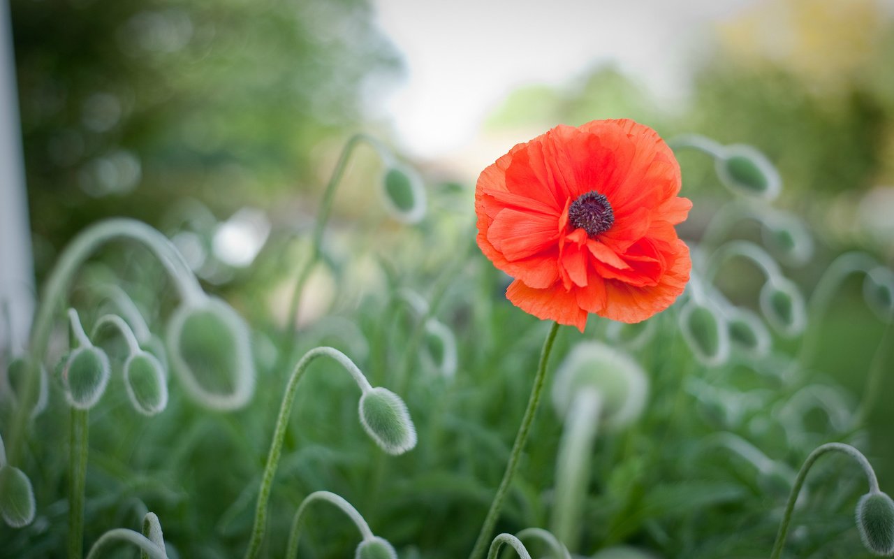 Обои цветы, макро, поляна, маки, размытость, flowers, macro, glade, maki, blur разрешение 2048x1363 Загрузить