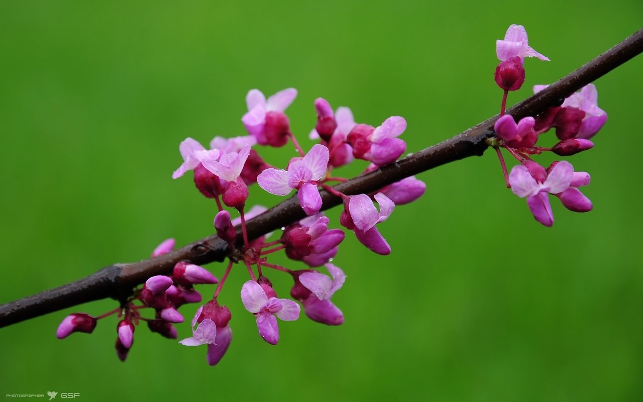 Обои цветы, цветение, весна, миндаль, flowers, flowering, spring, almonds разрешение 1920x1200 Загрузить