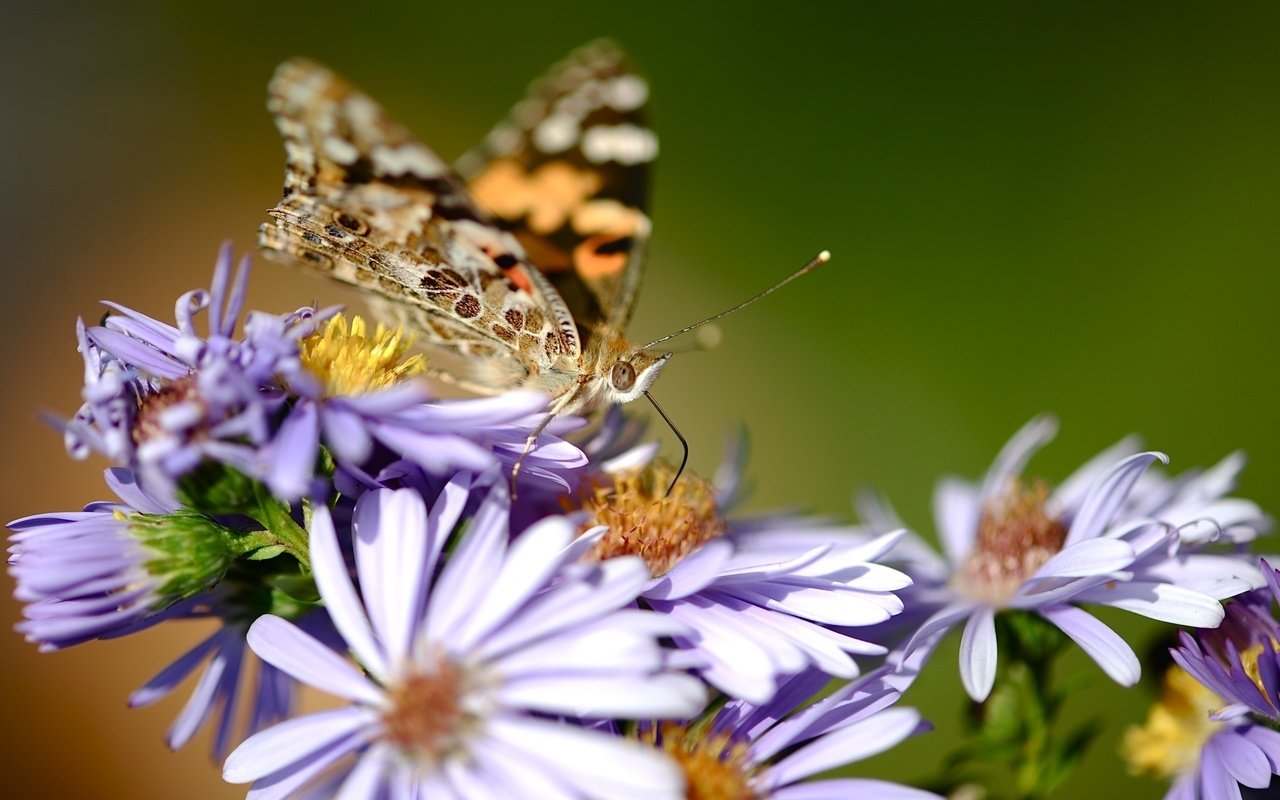 Обои цветы, насекомое, бабочка, крылья, cvety, babochka, makro, priroda, flowers, insect, butterfly, wings разрешение 2557x1577 Загрузить